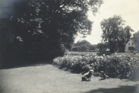 606014 Afbeelding van de twee hondjes Minke en Bob in het park van het landhuis Huis te Voorn (Park Voorn 1) te ...